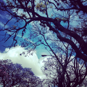 Jacarandas en ciudad de Guatemala. Foto por Aixa Lápiz.