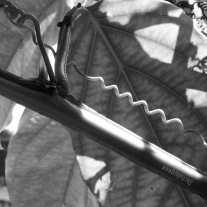 Foto por Aixa Lápiz