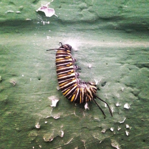 Milagro en el jardín. Foto por Aixa.